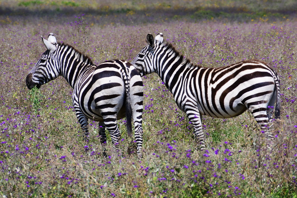 Ngorongoro Crater